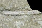 Fossil Crinoid (Synbathocrinus) - Keokuk Formation, Missouri #157190-1